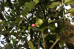 Tabebuia rigida