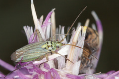 Oncotylus viridiflavus