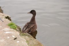 Anas platyrhynchos domesticus