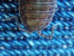 Porcellio dispar