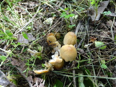 Coprinellus micaceus