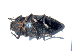 Capnodis tenebricosa