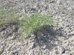 Atriplex gardneri falcata