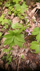Cardamine pentaphyllos