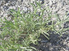 Atriplex gardneri falcata