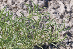 Atriplex gardneri falcata