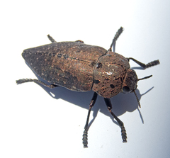 Capnodis tenebricosa
