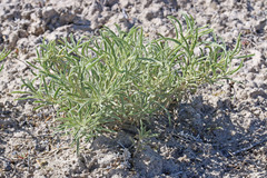 Atriplex gardneri falcata