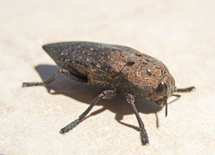 Capnodis tenebricosa