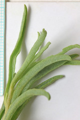 Atriplex gardneri falcata