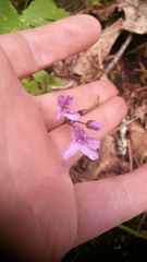 Cardamine pentaphyllos