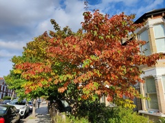 Acer capillipes