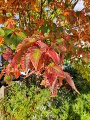 Acer capillipes