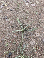 Eryngium aristulatum