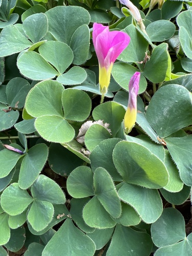 Oxalis purpurea image