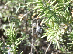 Argiope australis