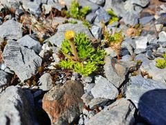 Ranunculus sericophyllus