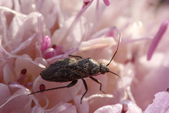 Lepidargyrus ancorifer