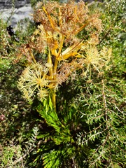 Aciphylla divisa