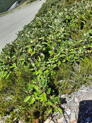 Brachyglottis buchananii