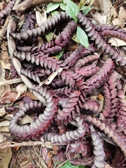 Plectocomia elongata