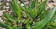 Gasteria carinata