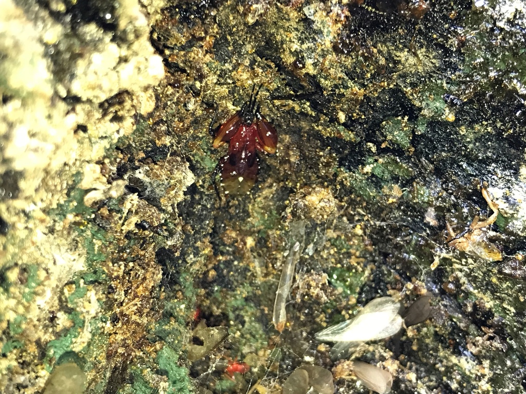 Amulius from Thong Pha Phum, Thong Pha Phum, Kanchanaburi, TH on May 18 ...