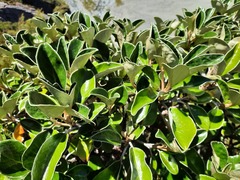 Brachyglottis buchananii