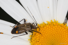 Closterotomus cinctipes