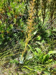 Aciphylla crenulata