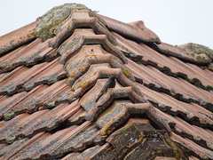 Phoenicurus ochruros