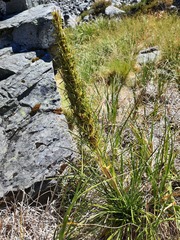 Aciphylla crenulata