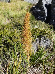 Aciphylla crenulata