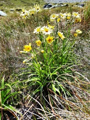Dolichoglottis lyallii × scorzoneroides