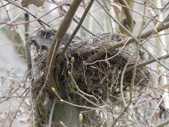 Turdus merula merula