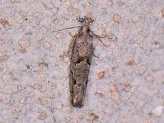Epinotia celtisana