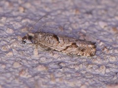 Epinotia celtisana