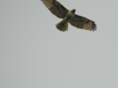 Buteo jamaicensis