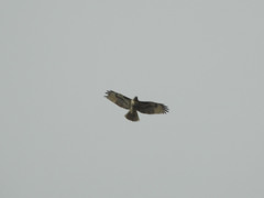 Buteo jamaicensis