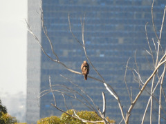 Buteo jamaicensis