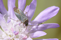 Placochilus seladonicus