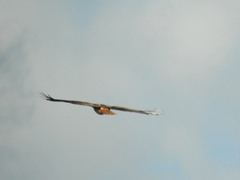 Buteo jamaicensis