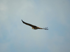 Buteo jamaicensis