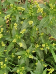 Mercurialis annua