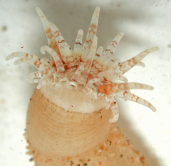 Andvakia discipulorum