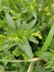 Mercurialis annua