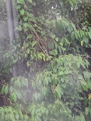 Piperales