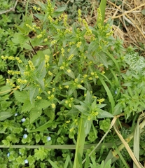 Mercurialis annua