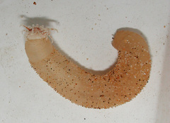 Andvakia discipulorum