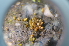 Acaulon mediterraneum